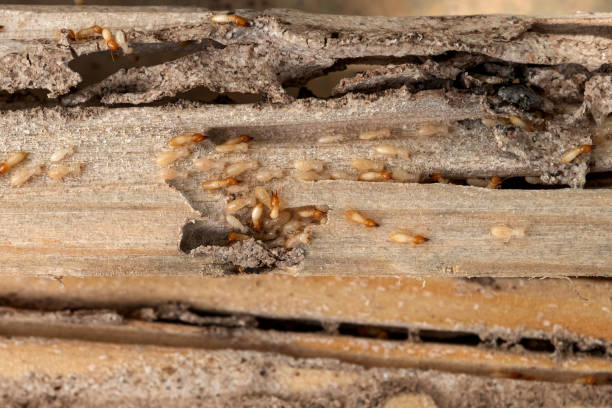 Insect Control in Deer Park, TX