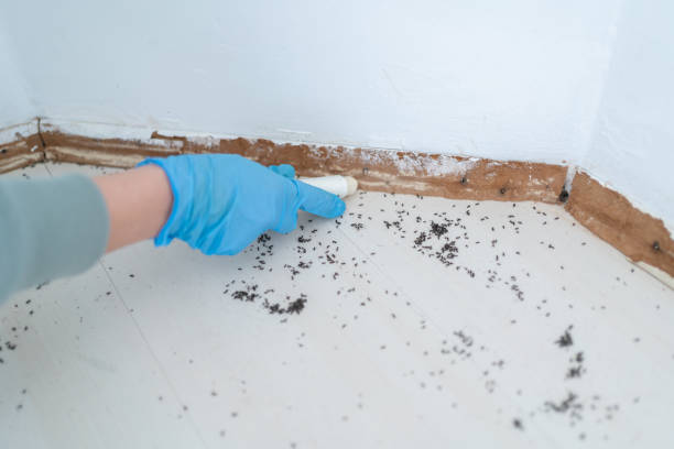 Best Pest Control Treatment  in Deer Park, TX
